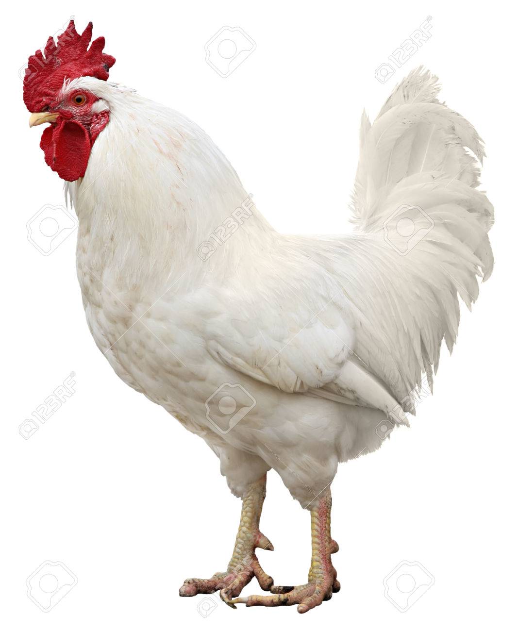 rooster chicken isolated on a white background royalty fria