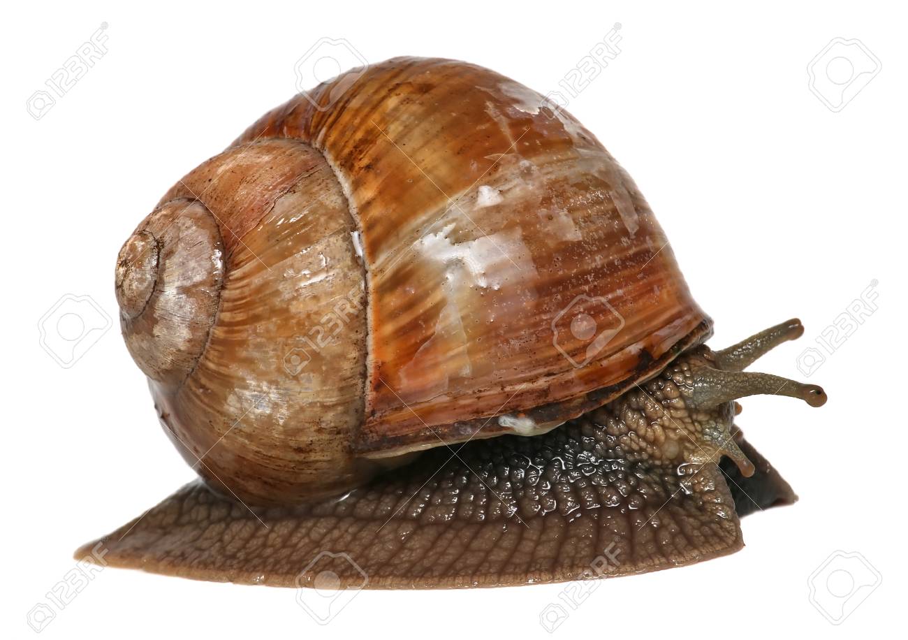Escargot De Jardin Comestible
