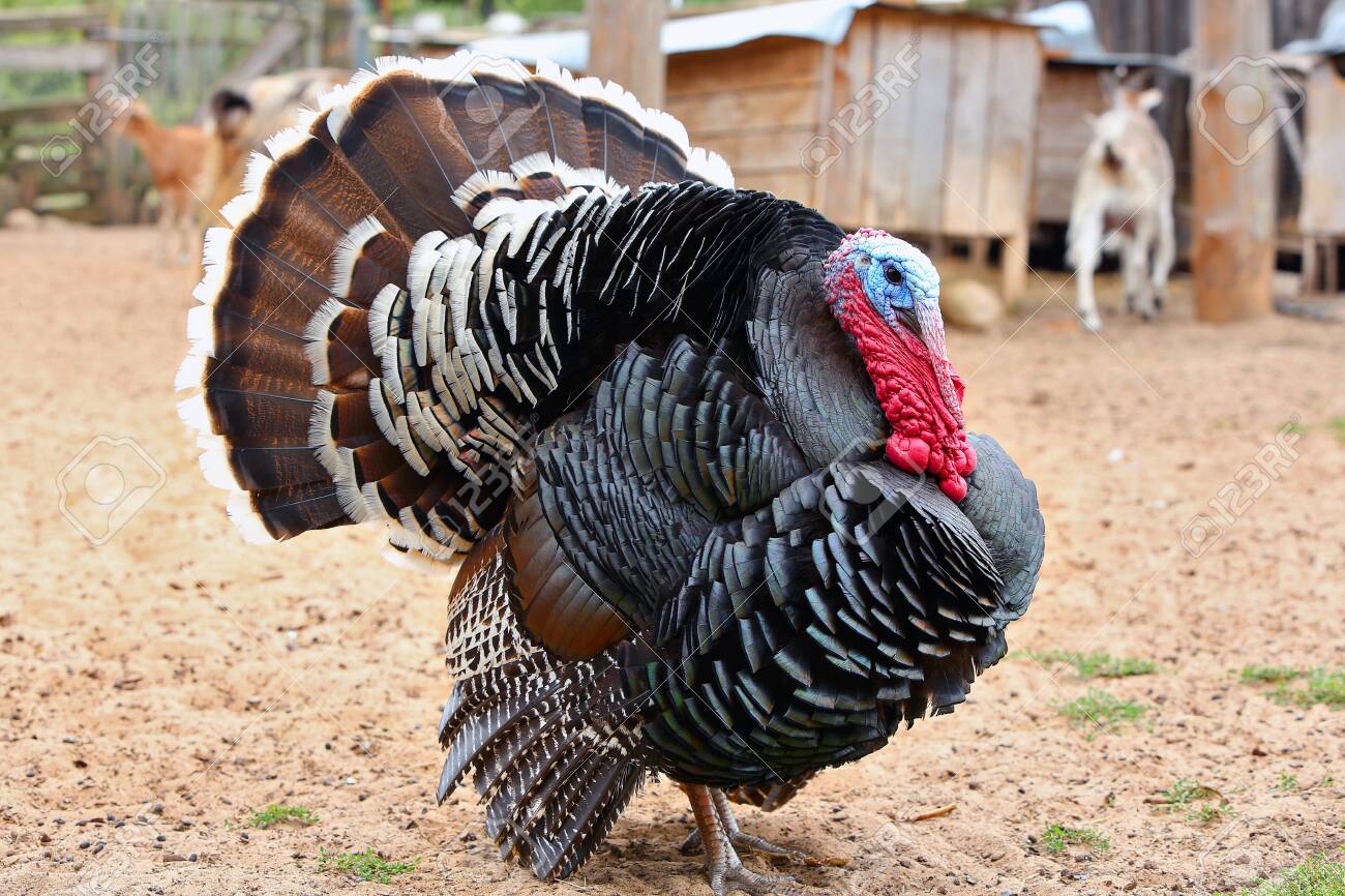 Eastern Wild Turkey Male Meleagris Gallopavo In Full Strutting Stock Photo Picture And Royalty Free Image Image 132647255