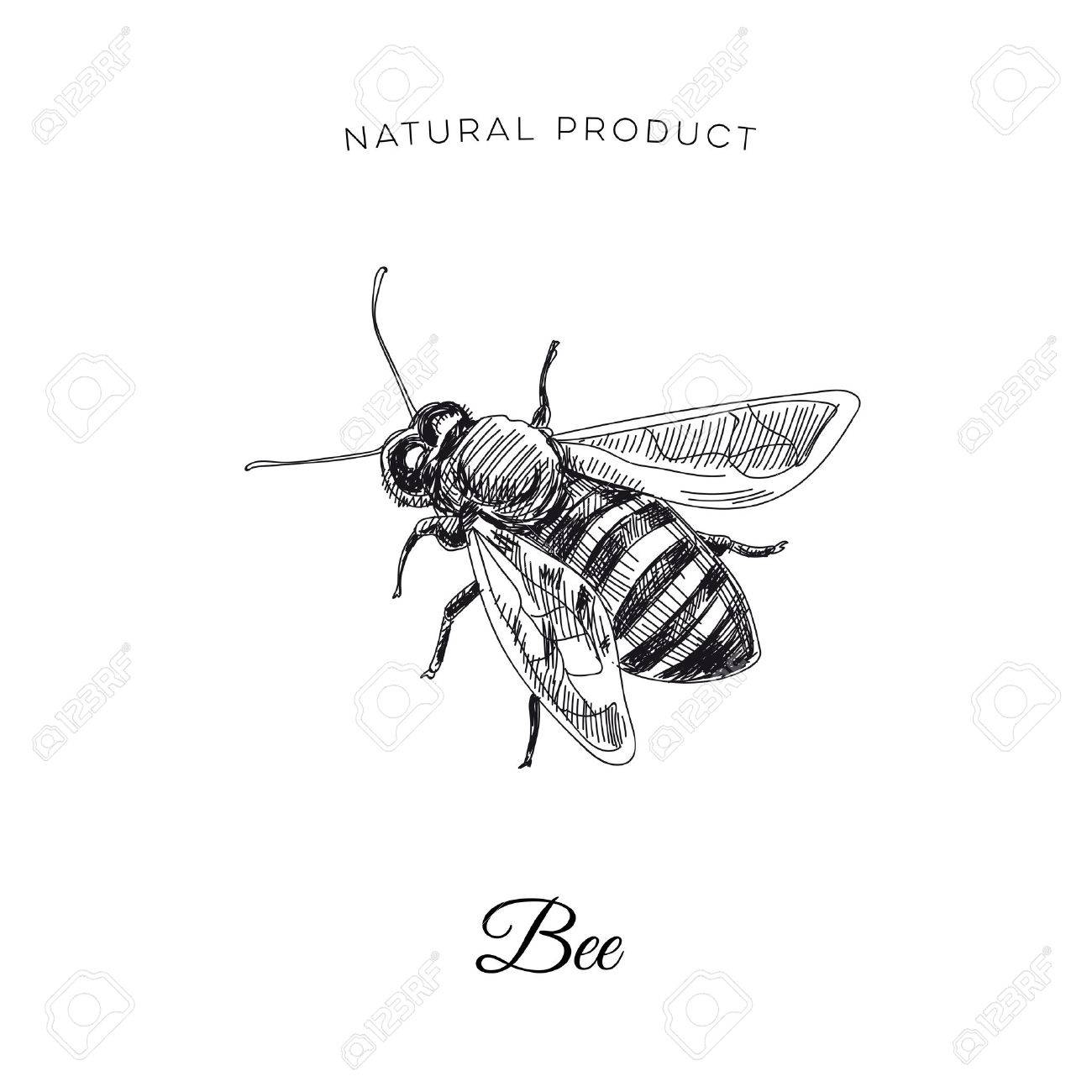 Vector hand drawn honey bee Illustration. Sketch vintage style. Design template. Retro background. - 75684158 Vector hand drawn honey bee Illustration. Sketch vintage style. Design template. Retro background. - 75684158