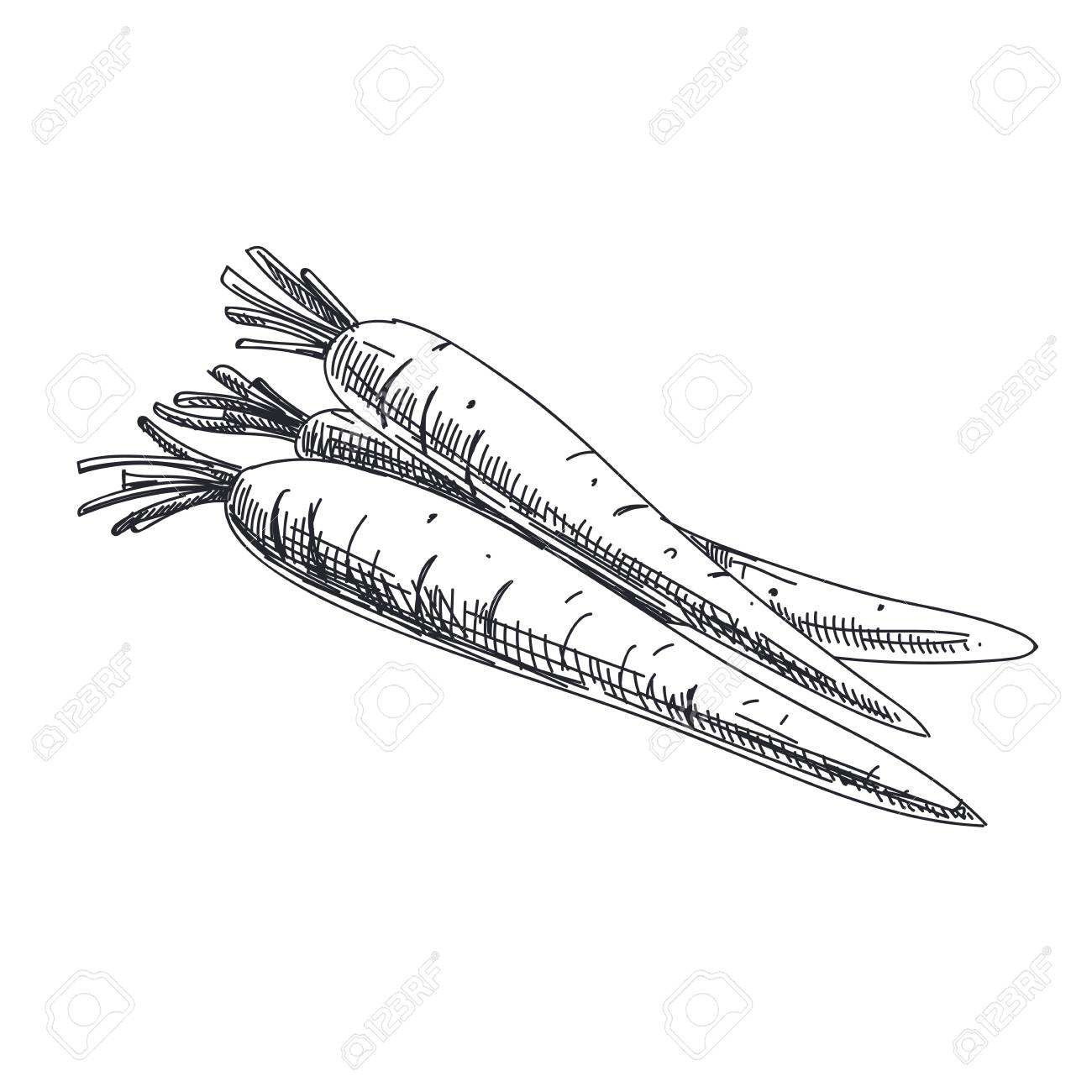 Beautiful Vector Hand Drawn Vegetables Illustration. Detailed Retro Style  Carrot Image. Vintage Sketch Element For Labels, Packaging And Cards  Design. Royalty Free SVG, Cliparts, Vectors, and Stock Illustration. Image  95926220., image size:1300x1300