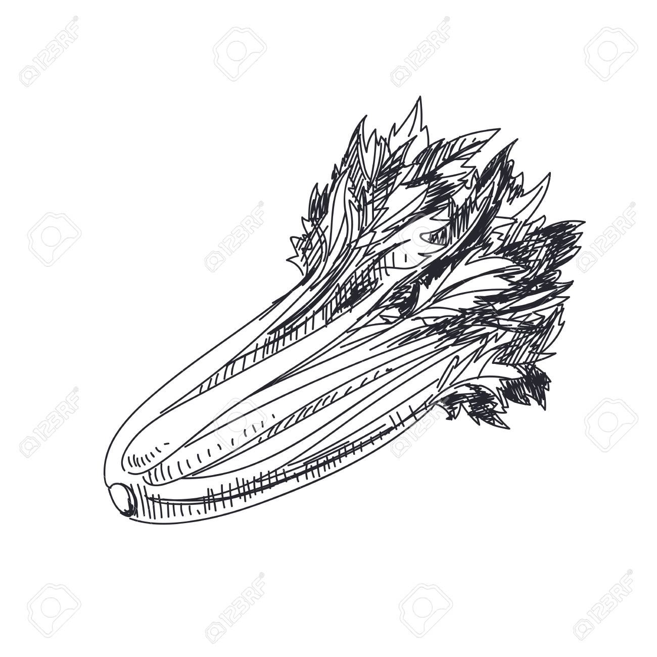 Beautiful Vector Hand Drawn Vegetables Illustration. Detailed ...