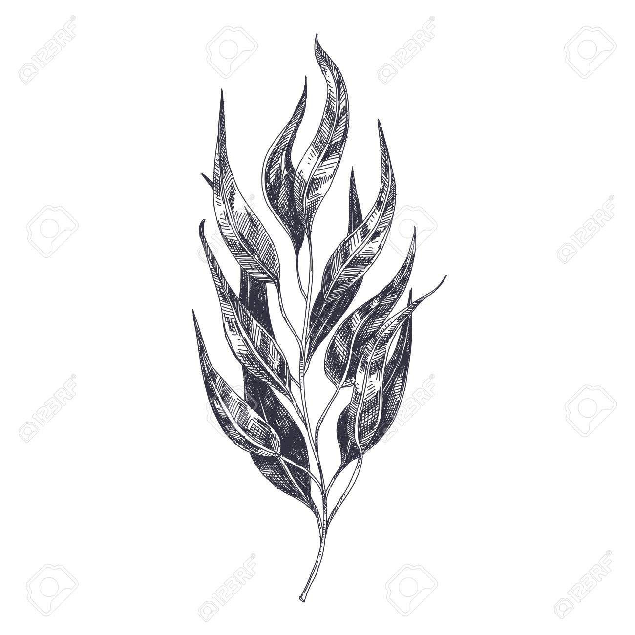 Beautiful vector hand drawn Eucalyptus leaf Illustration. Detailed retro style image. Vintage sketch element for labels, packaging and cards design. Modern background. - 106199909 Beautiful vector hand drawn Eucalyptus leaf Illustration. Detailed retro style image. Vintage sketch element for labels, packaging and cards design. Modern background. - 106199909