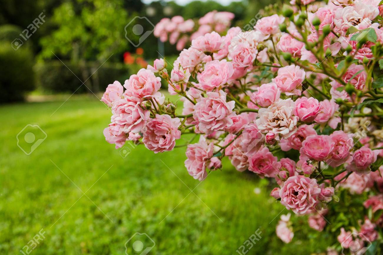 Pink Rose Bushes Blooming In The Garden In The Summer Stock Photo Picture And Royalty Free Image Image