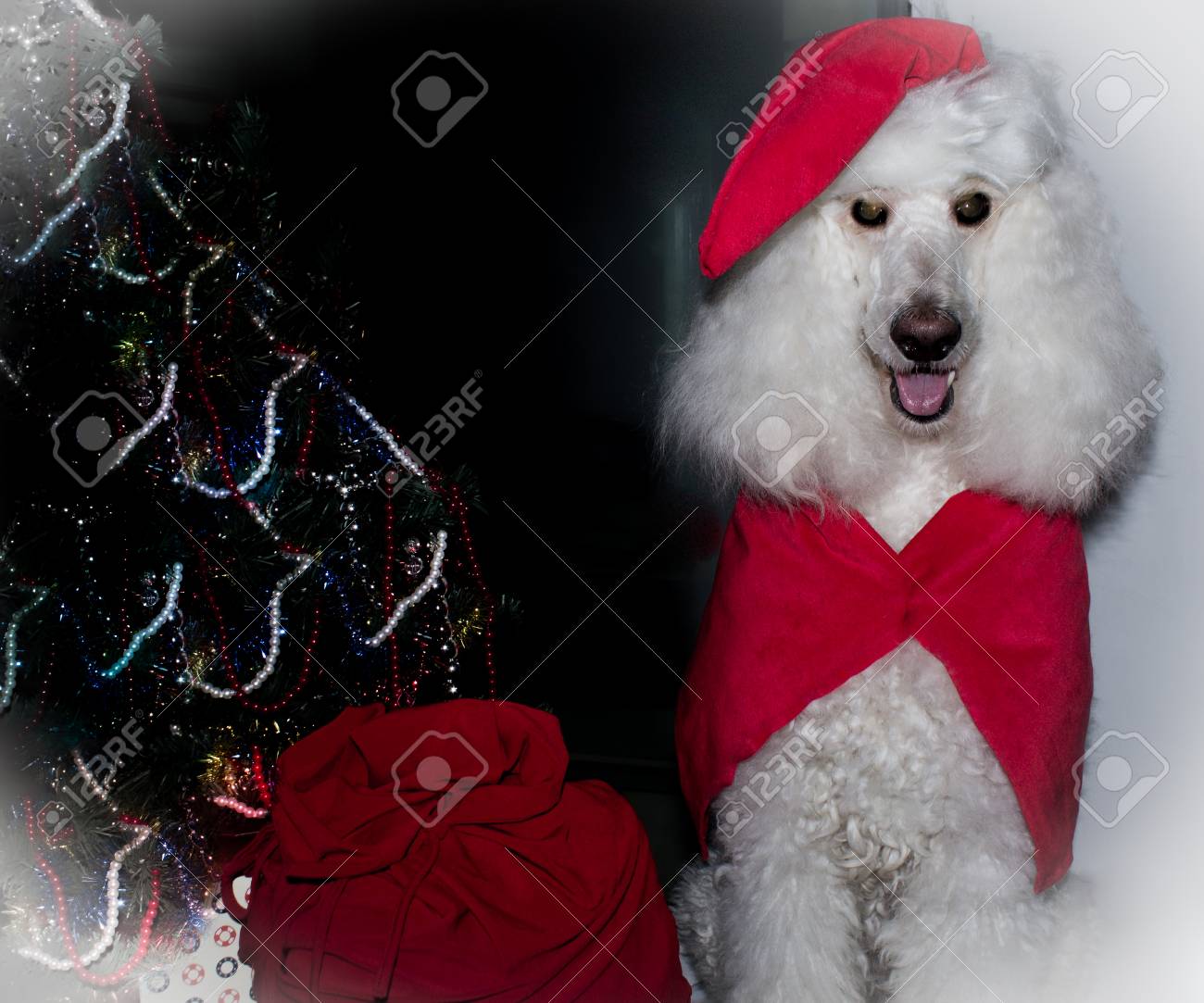 white poodle santa near to the christmas tree and sack of presents poodle christmas tree