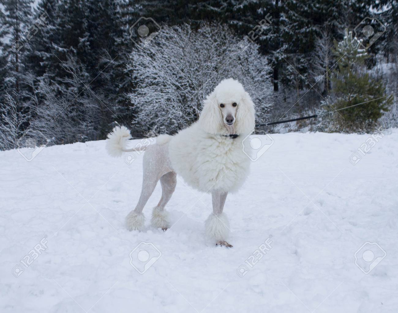 poodle snow