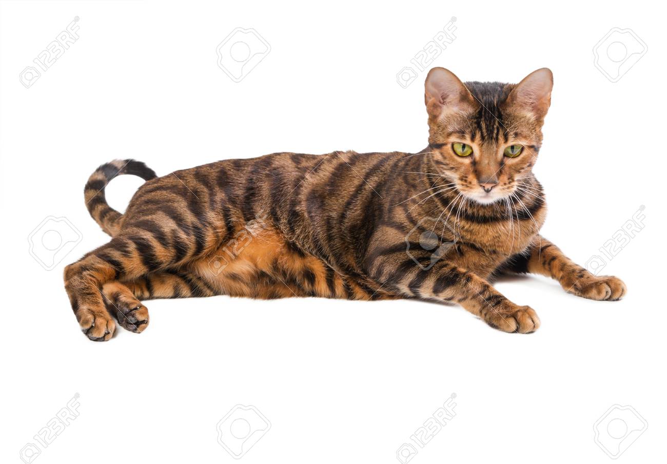 toy tiger cat