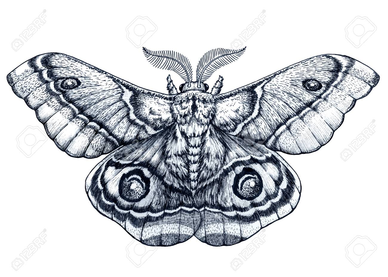Butterfly Tattoo Drawings
