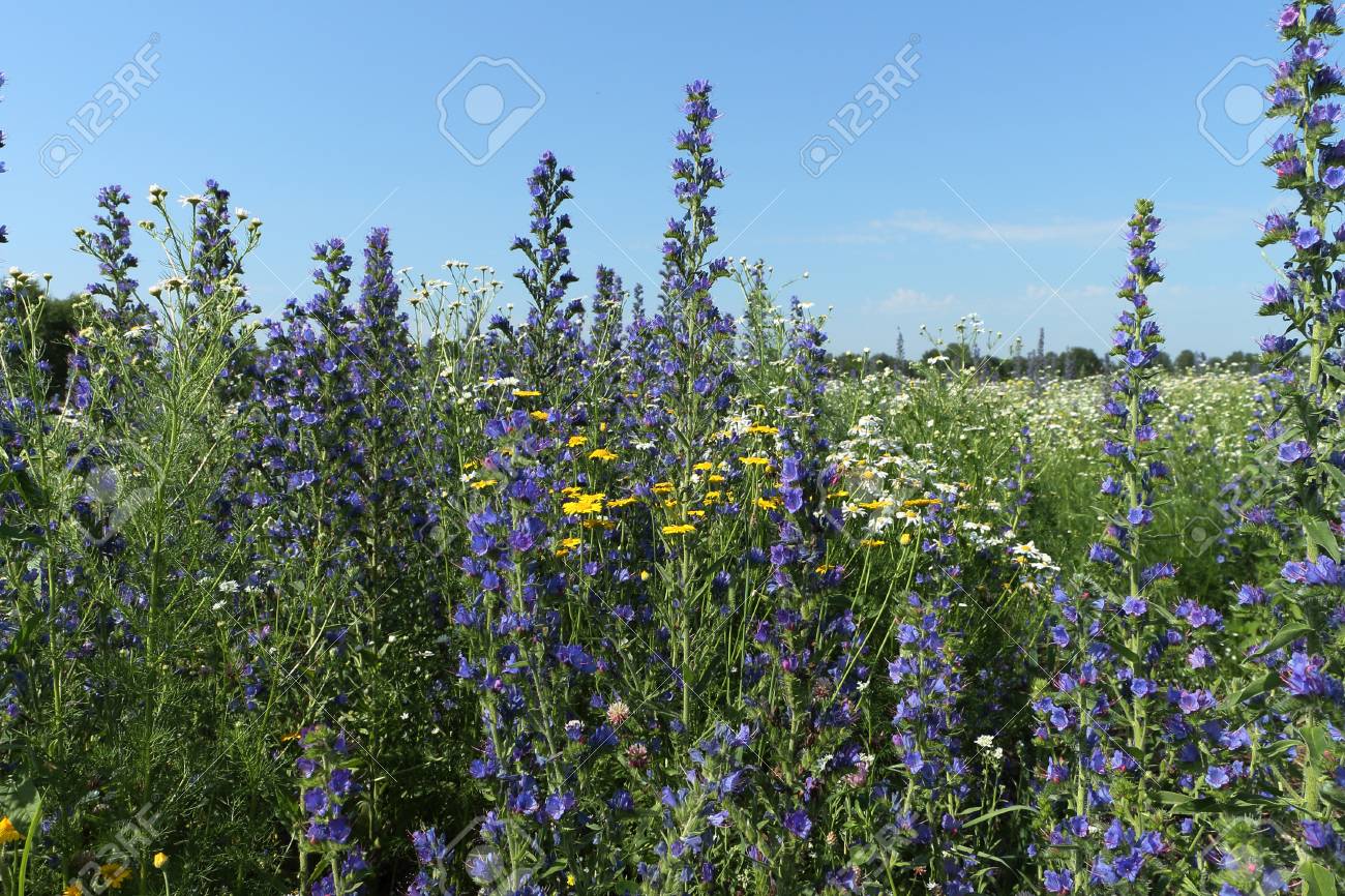 青い花ブルーデビル草原の成長 の写真素材 画像素材 Image