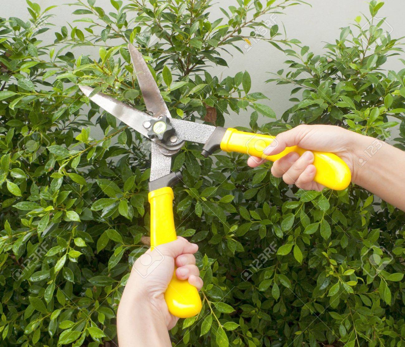 bush clippers