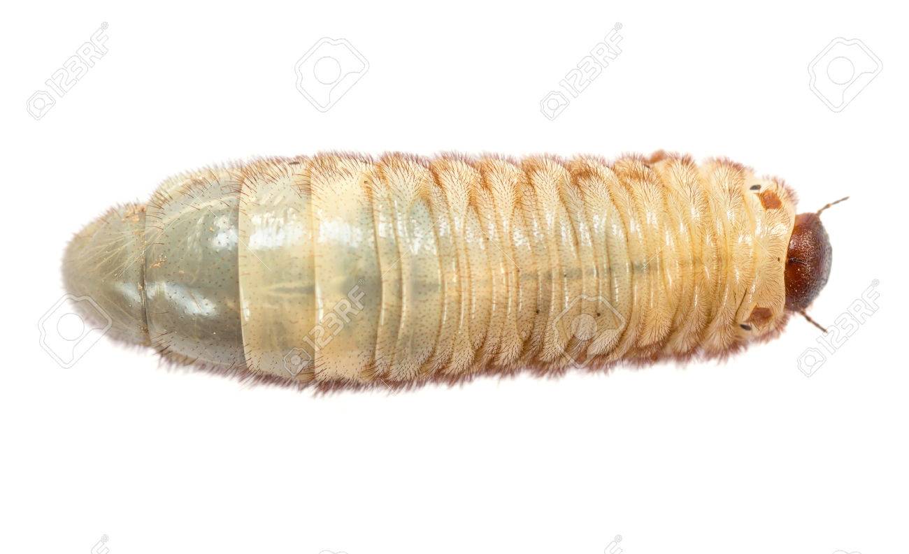rhinoceros beetle larva on white background stock photo picture and