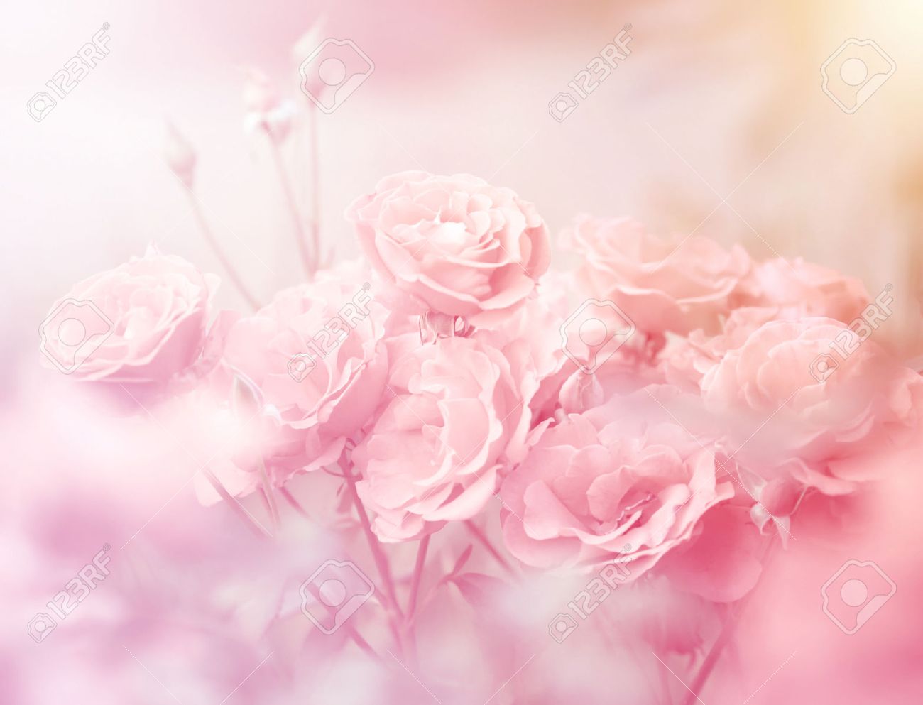 rosas rosadas en color suave hecho con estilo de la falta de