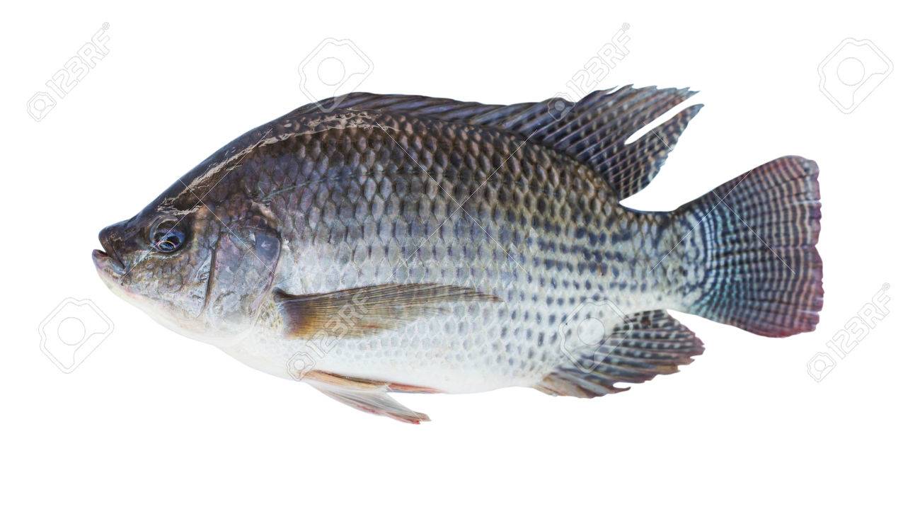 Nile Tilapia Fish Isolated On White Background Stock Photo Nile Tilapia Fish Isolated On White Background Stock Photo