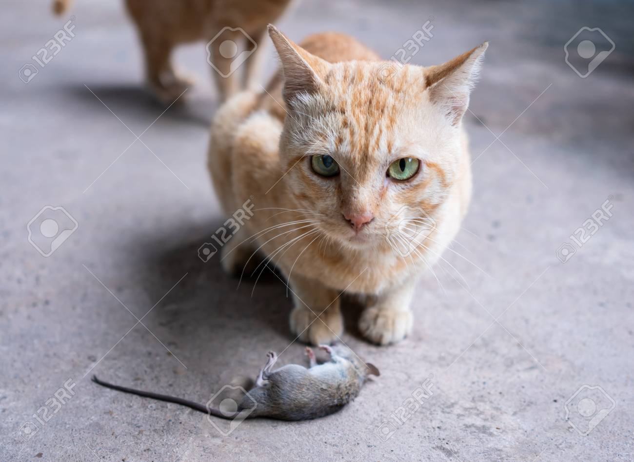 etiam-dictum-ipsum-a-felis