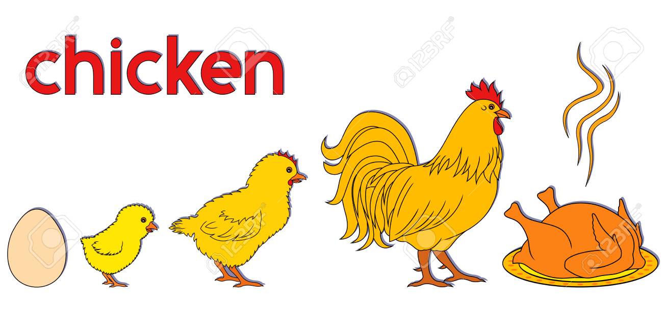 Manière De La Vie De Poulet Illustration Vectorielle Conceptuel Dessin Animé Avec Les étapes De La Naissance La Croissance Et La Fin De Loiseau
