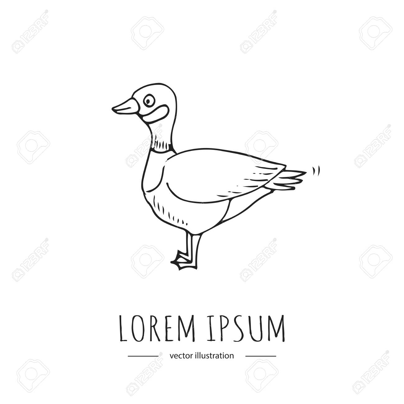 手描き落書きカナダガチョウアイコンベクトルイラストは 白い背景漫画要素鳥にシンボルを分離しました アヒル 長い首 短い足とウェブベッドの足 カール千鳥 水鳥 のイラスト素材 ベクタ Image