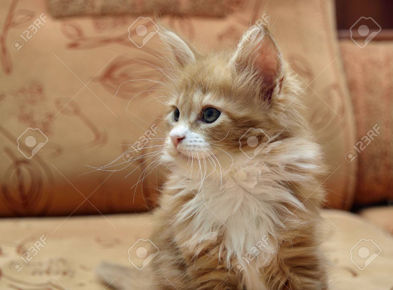 Red Maine Coon Kitten Sitting On The Couch Stock Photo Picture And Royalty Free Image Image
