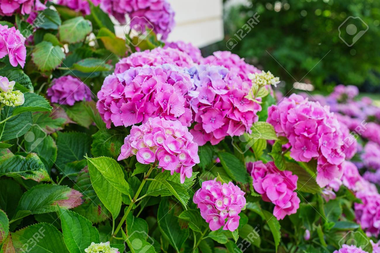Hydrangea is pink, blue, lilac, violet, purple, white flowers are blooming in spring and summer in town garden. - 93936423 Hydrangea is pink, blue, lilac, violet, purple, white flowers are blooming in spring and summer in town garden. - 93936423
