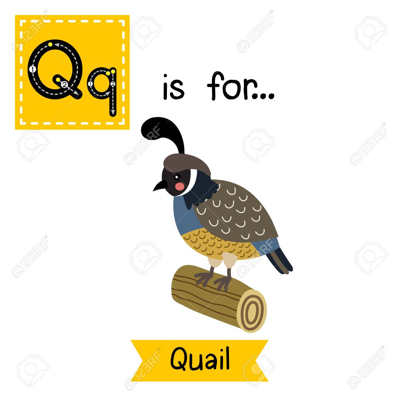 Lettre Q Traçage Quail Oiseau Perché Sur La Bûche De Bois Mignon Enfants Zoo Carte Alphabet Flash Animal De Bande Dessinée Drôle Les Enfants