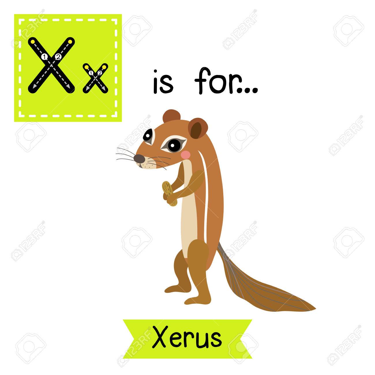X Carta De Rastreo Xerus Tarjeta De Destello Del Alfabeto Ninos Zoologico Lindo Animales Divertidos Dibujos Animados Los Ninos De Educacion Abc Aprender Vocabulario Ingles Ilustracion Ilustraciones Vectoriales Clip Art Vectorizado Libre