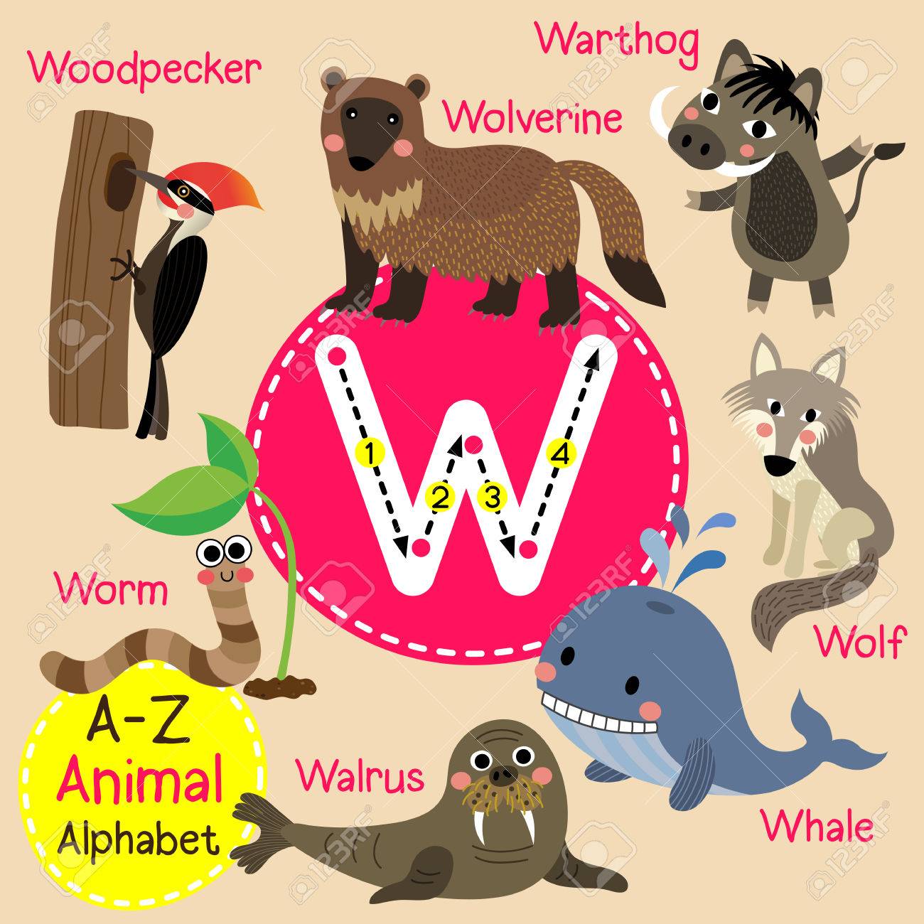 W の文字のトレース セイウチ イボイノシシ クジラ オオカミ ウルヴァリン ワーム キツツキです かわいい子供動物園アルファベット フラッシュ カード 面白い漫画の動物 Abc 教育を子供たちには 英語の語彙を学習します イラスト のイラスト素材 ベクタ W の文字のトレース セイウチ イボイノシシ クジラ オオカミ ウルヴァリン ワーム キツツキです かわいい子供動物園アルファベット フラッシュ カード 面白い漫画の動物 Abc 教育を子供たちには 英語の語彙を学習します イラスト のイラスト素材 ベクタ