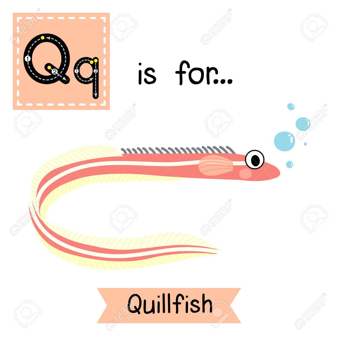 Q 文字のトレース Quillfish かわいい子供動物園アルファベット フラッシュ カード 面白い漫画の動物 Abc 教育を子供たちには 英語の語彙を学習します イラスト のイラスト素材 ベクタ Image