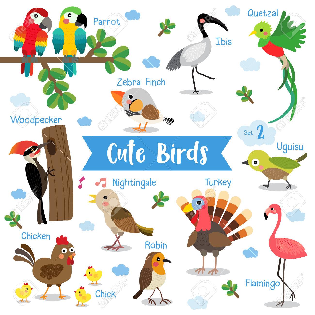 cute birds animal cartoon on white background with animal name
