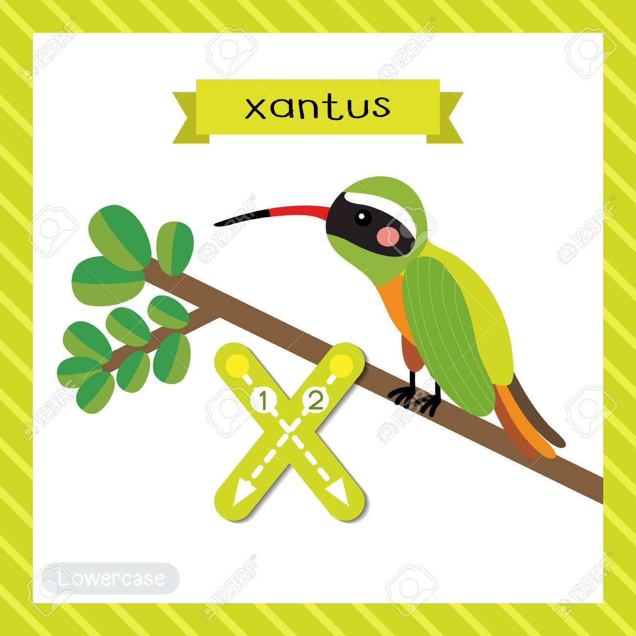 letter x lowercase cute children colorful zoo and animals abc animals with letter x