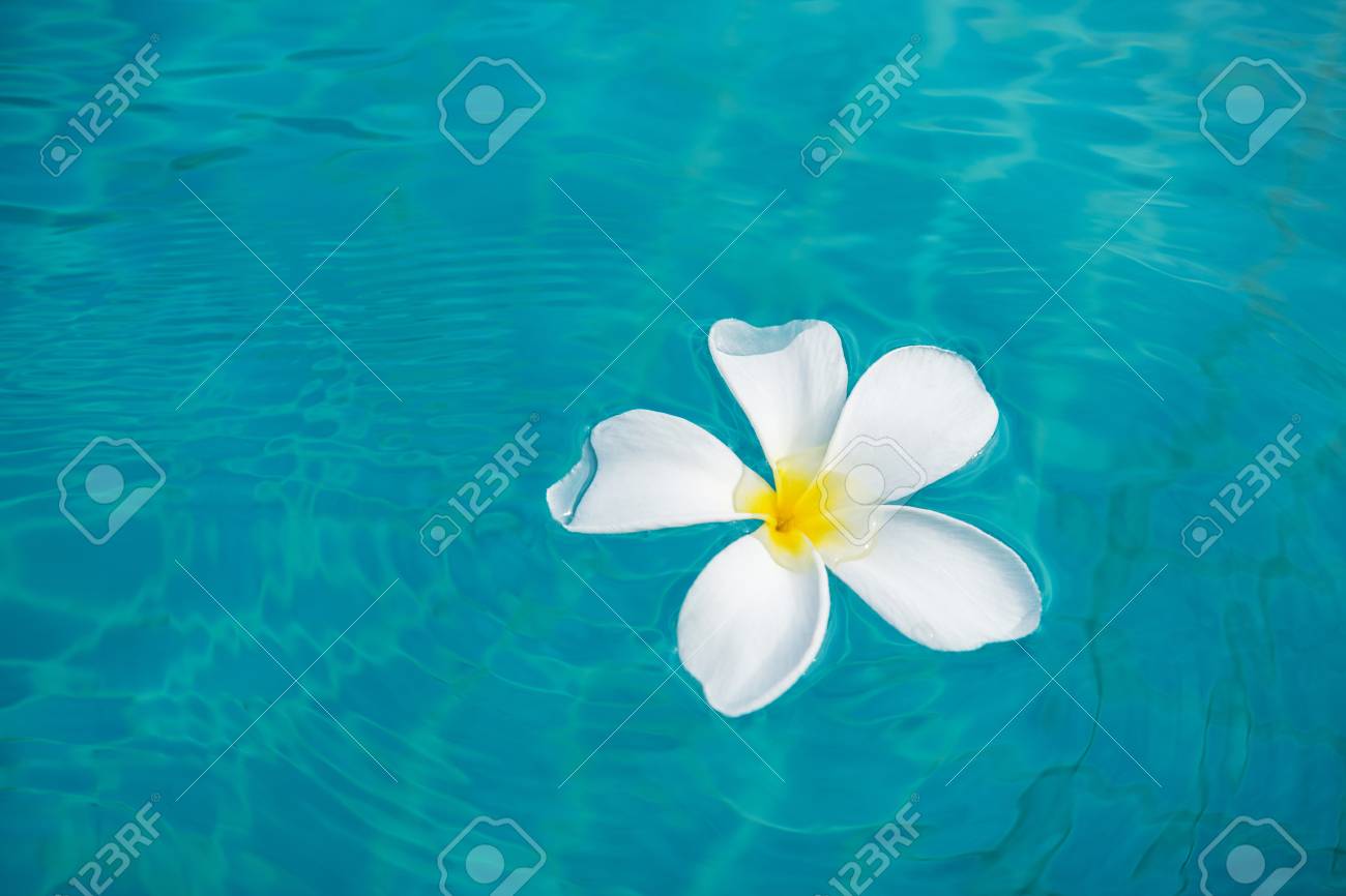 青い海に浮かぶ白いプルメリアの花 の写真素材 画像素材 Image