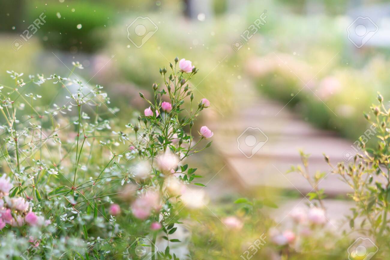 Pink Roses Garden With Blur Background Stock Photo, Picture And Royalty  Free Image. Image 126270968.