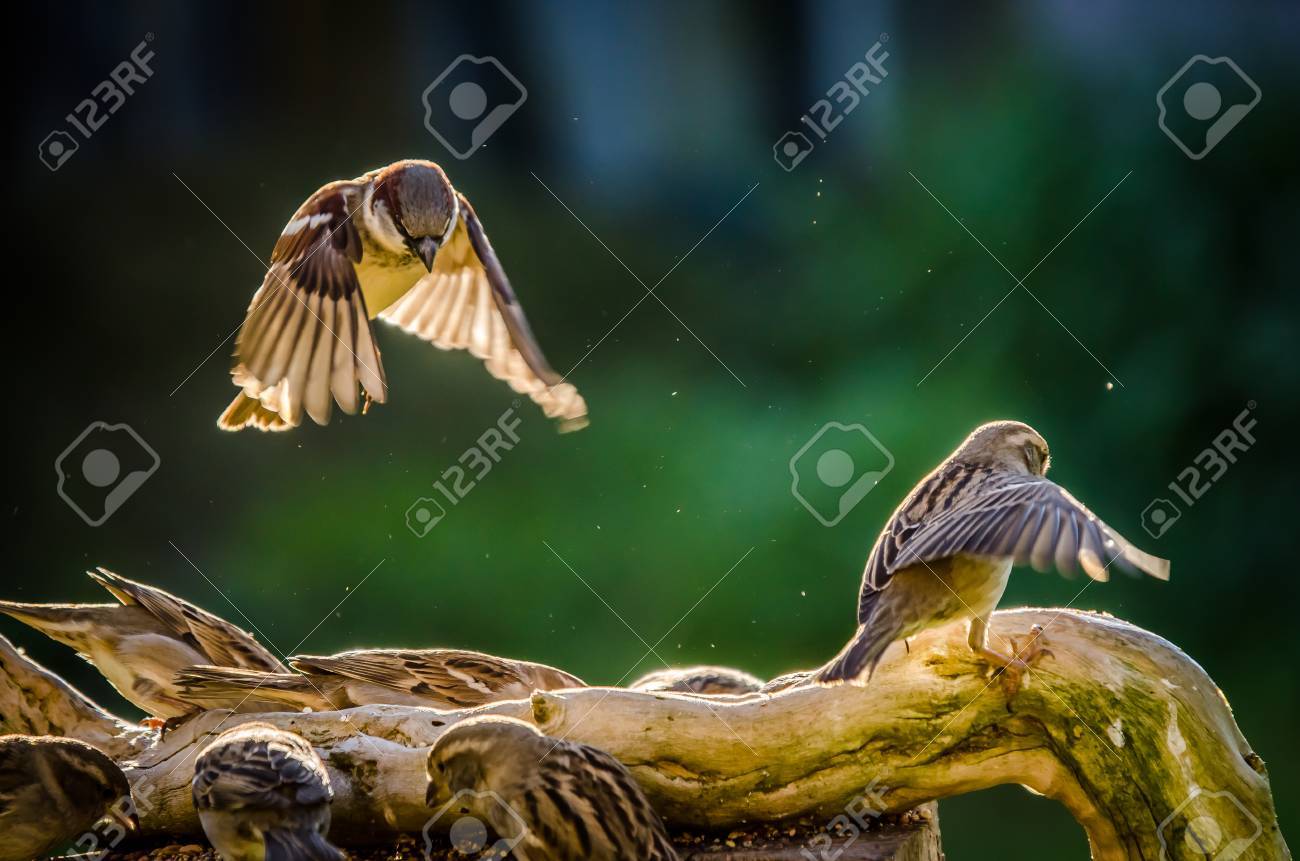 etiam-dictum-ipsum-a-felis