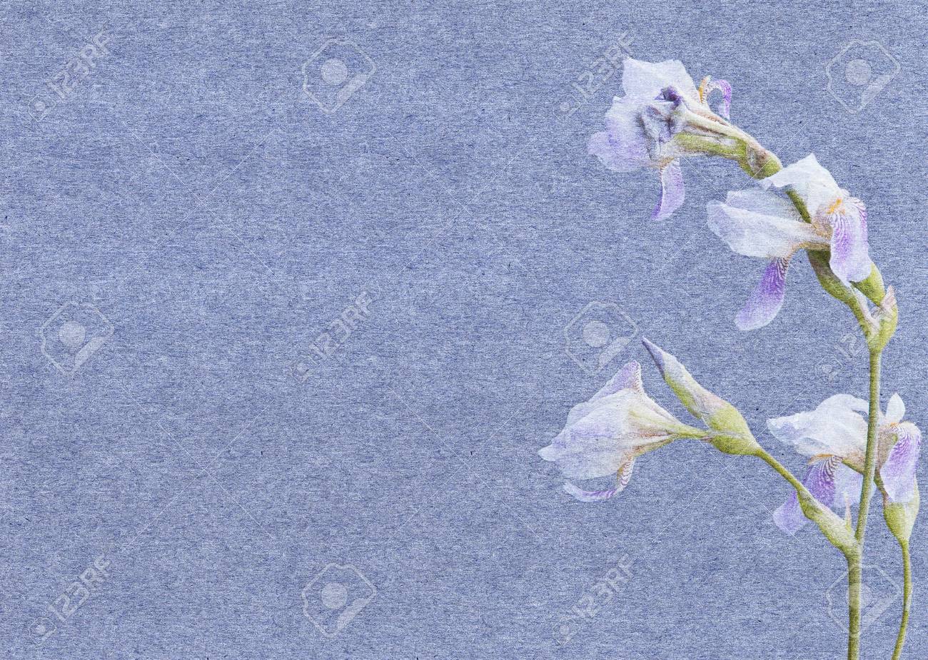 paper iris flower magdalene project org paper iris flower