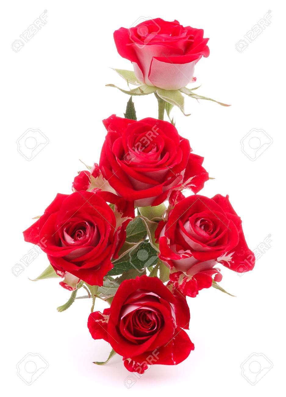 Rose Rouge Bouquet De Fleurs Isolé Sur Fond Blanc Découpe