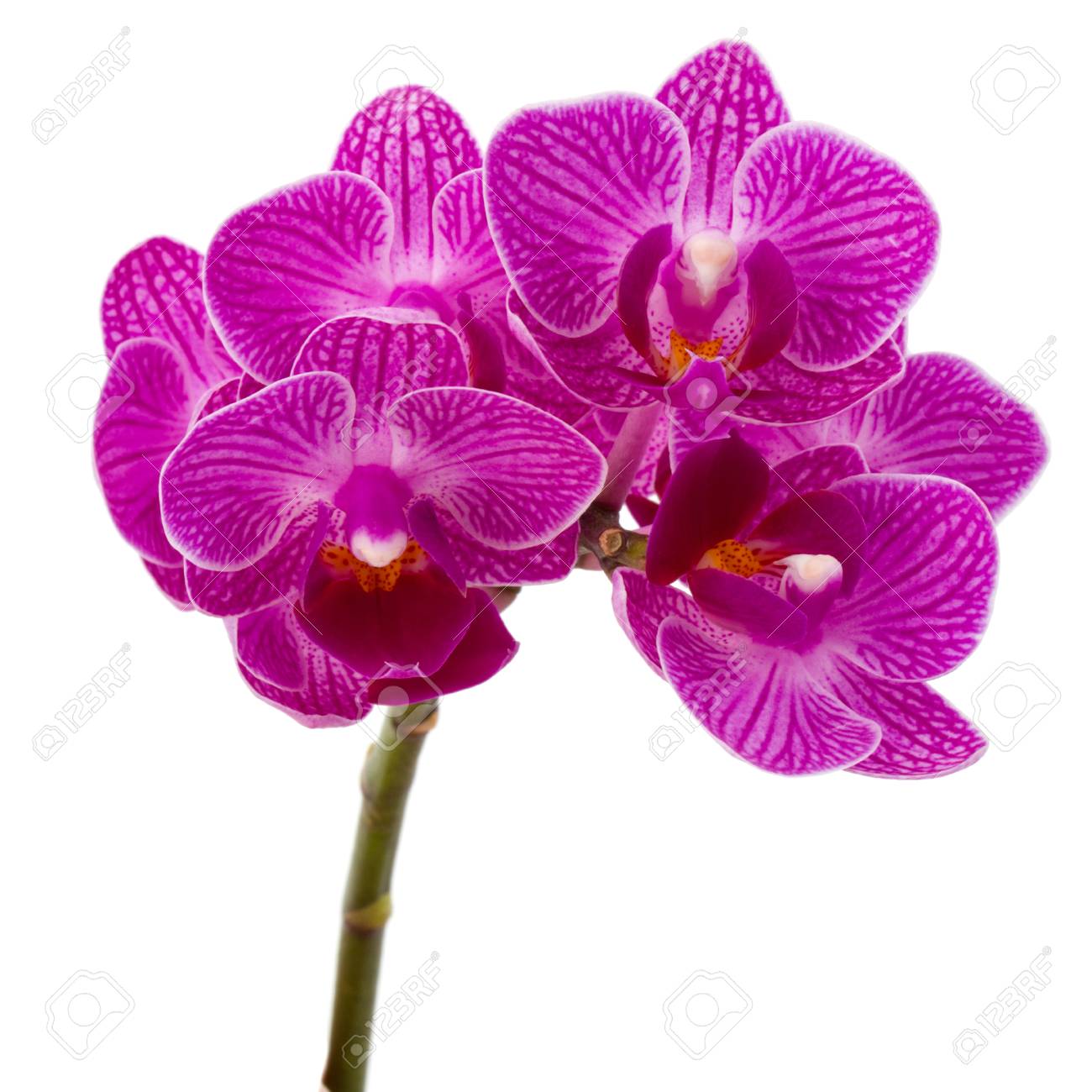 Orchid flower head bouquet isolated on white background - 48844615 Orchid flower head bouquet isolated on white background - 48844615
