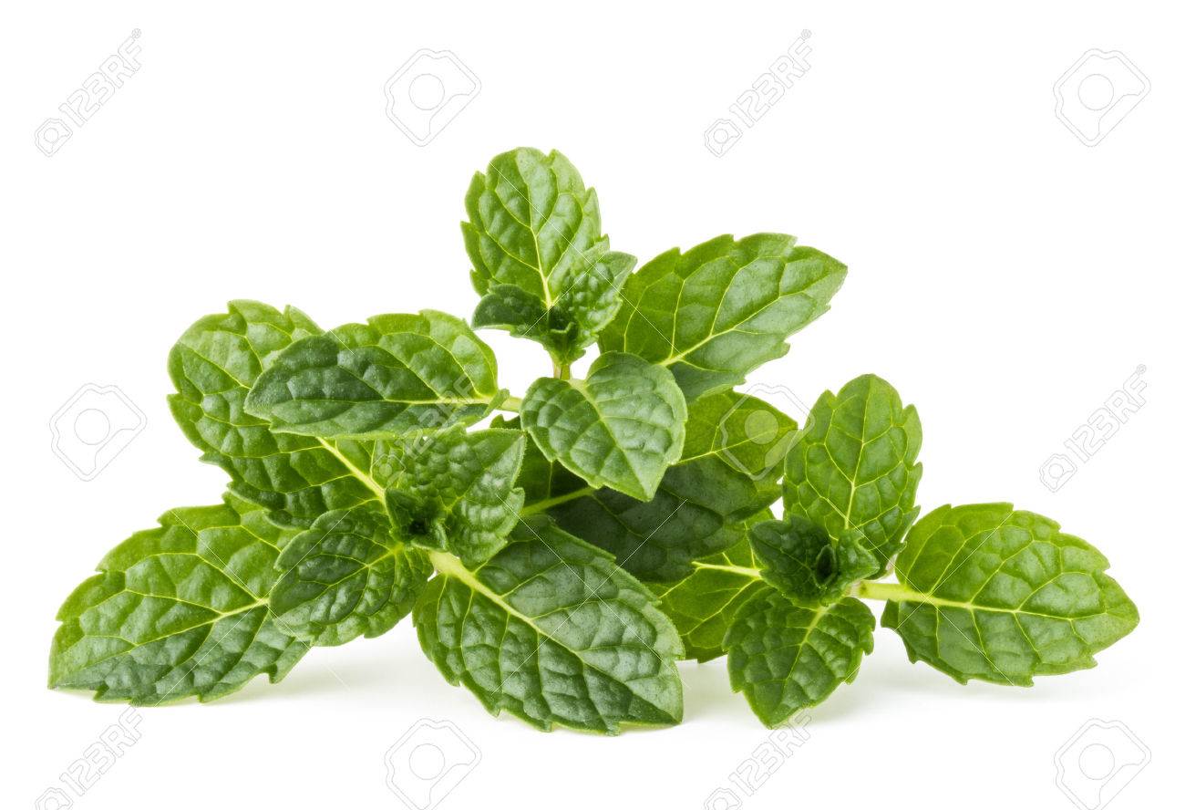 Fresh mint herb leaves isolated on white background cutout - 53854374 Fresh mint herb leaves isolated on white background cutout - 53854374