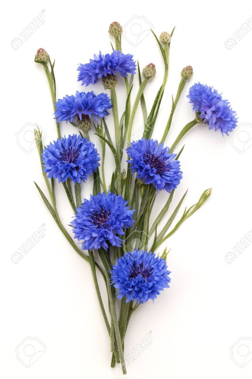 Blue Cornflower Herb Or Bachelor Button Flower Bouquet Isolated On White  Background Cutout Stock Photo, Picture and Royalty Free Image. Image  71457920.
