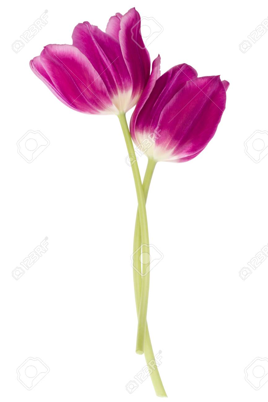 白い背景の切り抜きに分離された2つのライラックチューリップの花 の写真素材 画像素材 Image