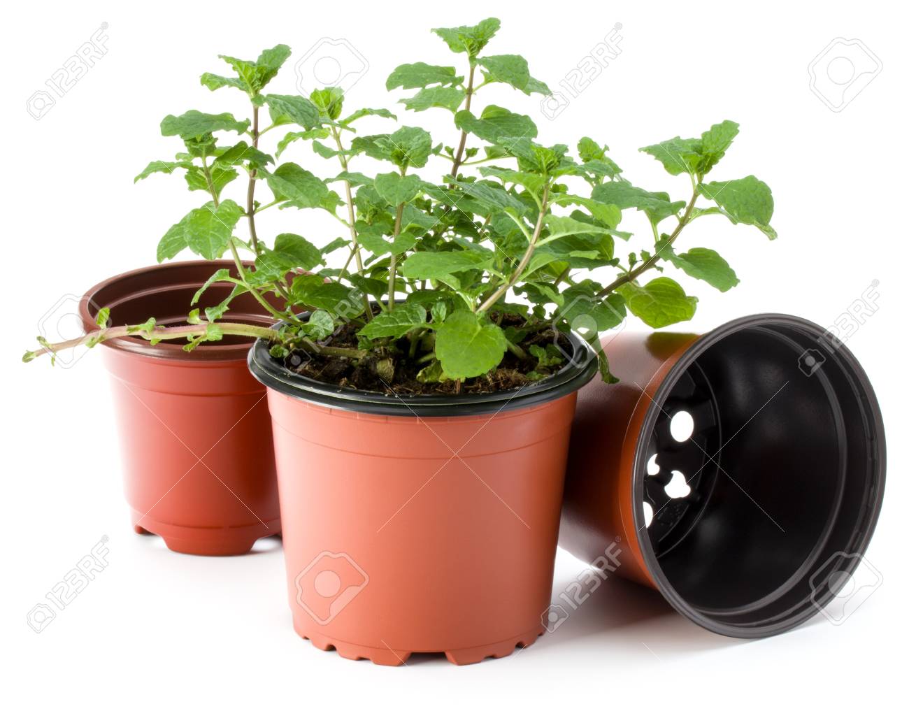 白い背景の切り抜きに分離された植木鉢で育つペパーミントハーブ ミントの葉ガーデニングコンセプト の写真素材 画像素材 Image