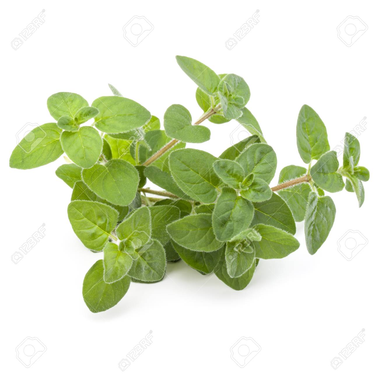 Oregano or marjoram leaves isolated on white background cutout - 88716776 Oregano or marjoram leaves isolated on white background cutout - 88716776