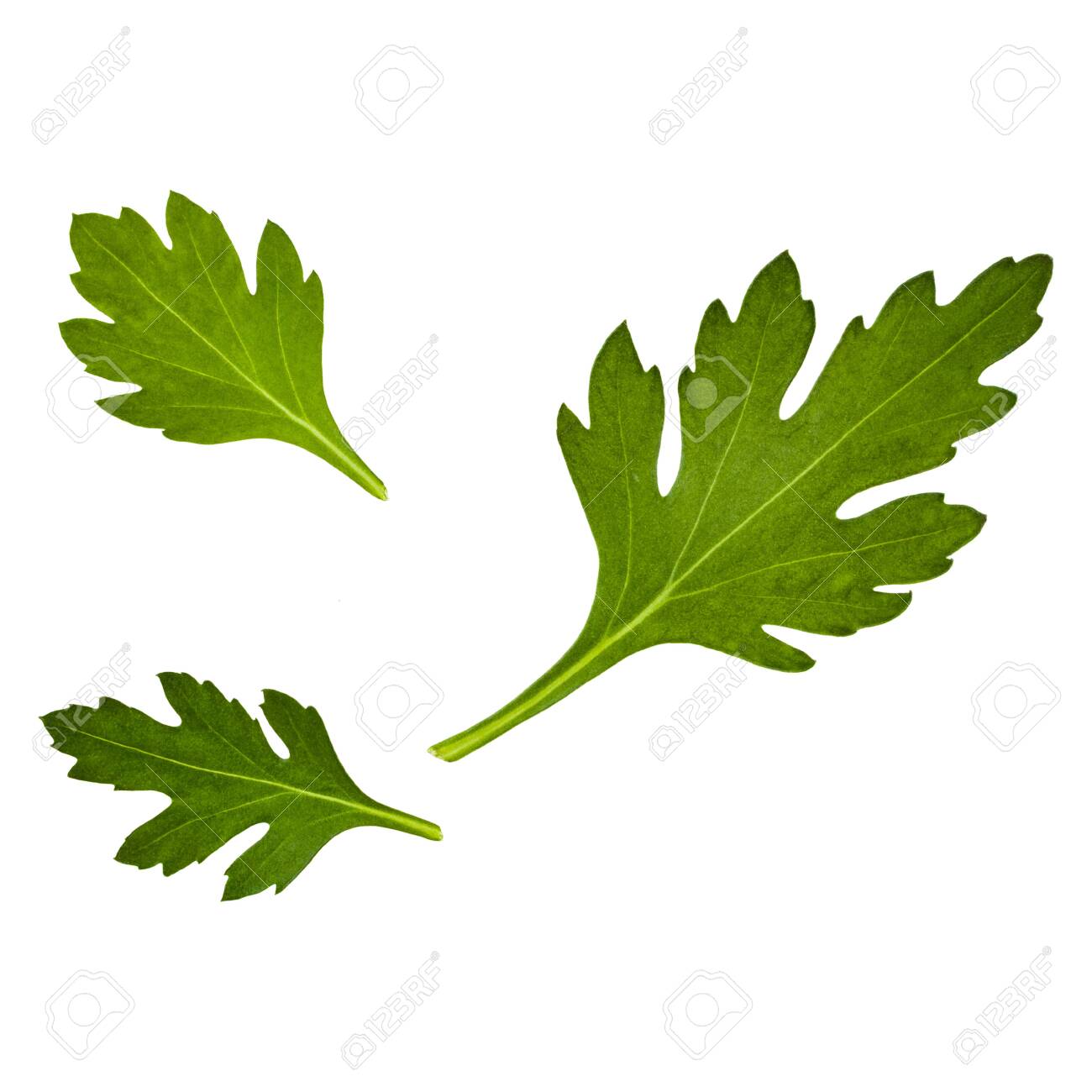 Chrysanthemum Flower Leaves Isolated On White Background Closeup Stock Photo Picture And Royalty Free Image Image