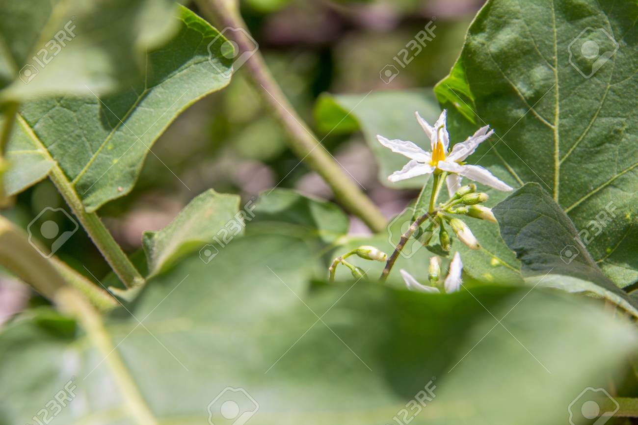 白ナスの花と美しい緑のままの束 の写真素材 画像素材 Image