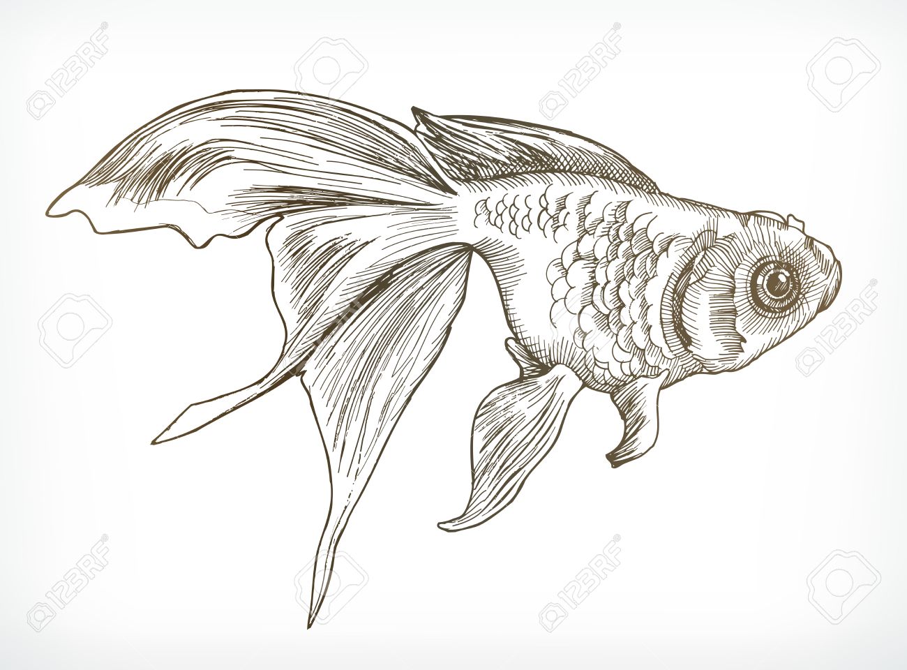gold fish sketches hand drawing vector stock vector 57589947