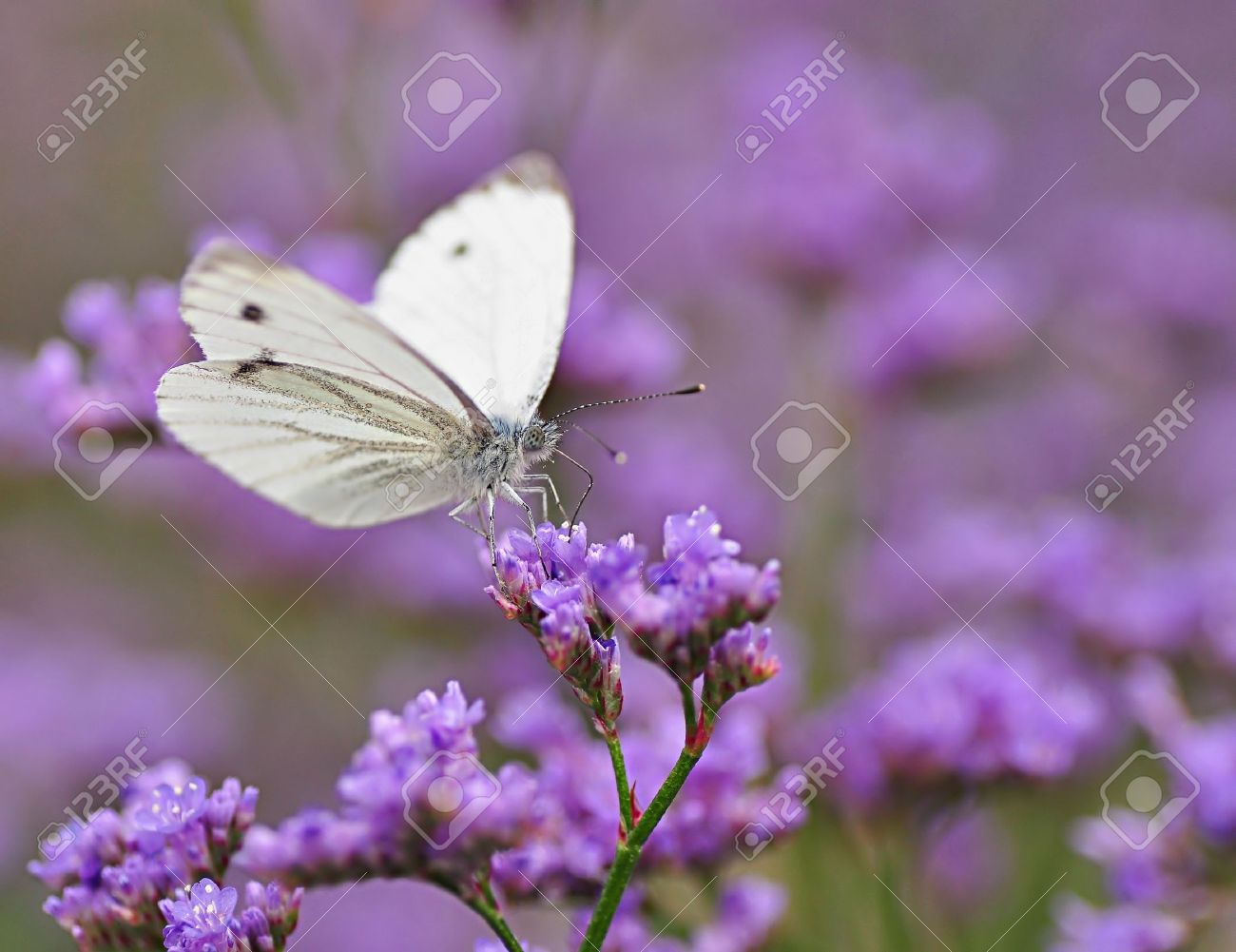 Easy-to-Grow Nectar Plants for a Butterfly Garden