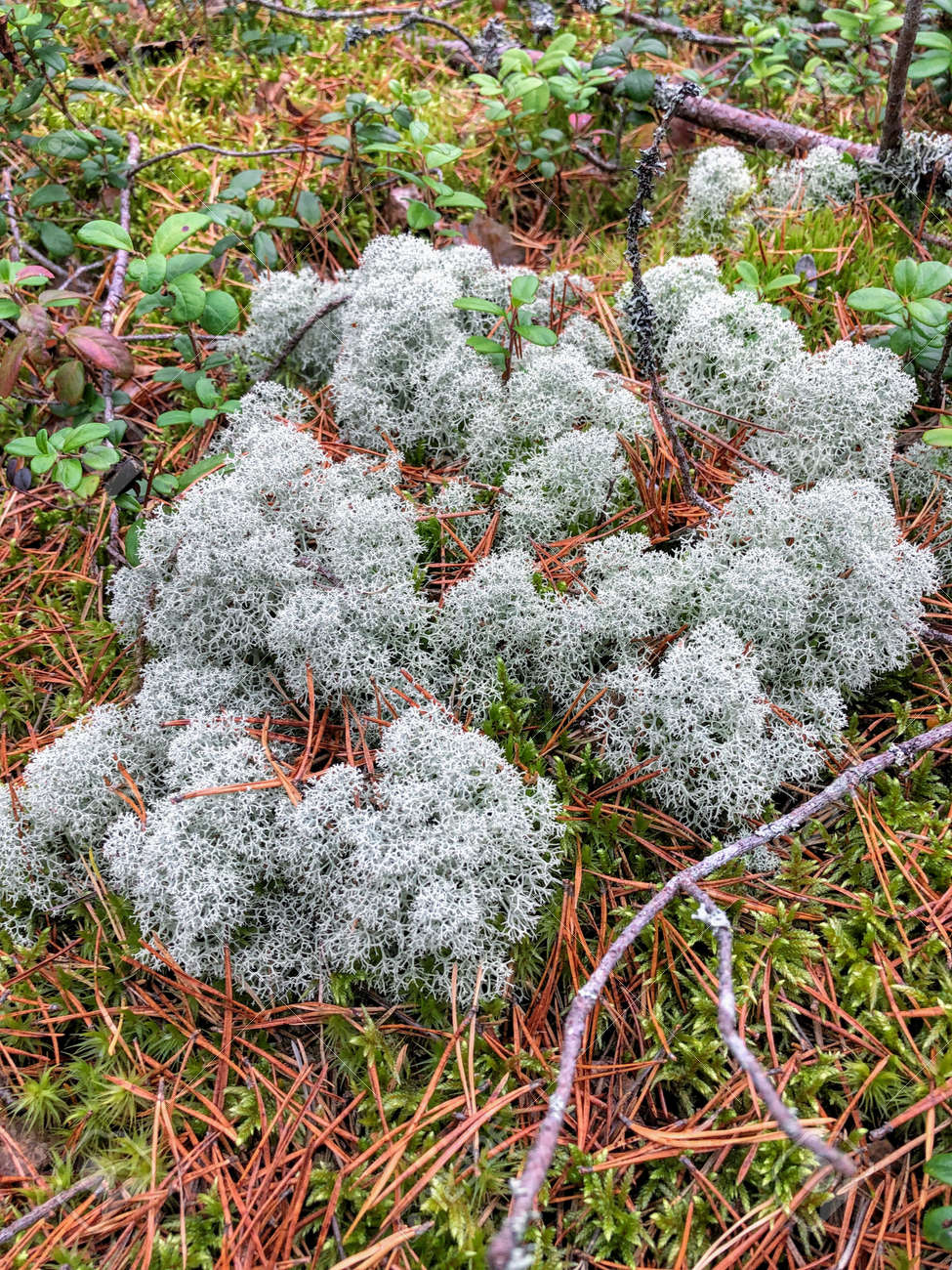 etiam-dictum-ipsum-a-felis