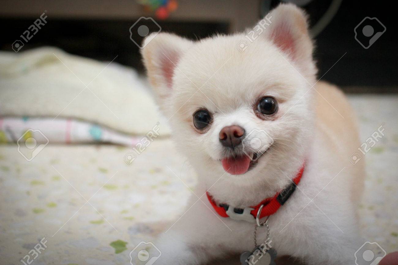 pomeranian collar