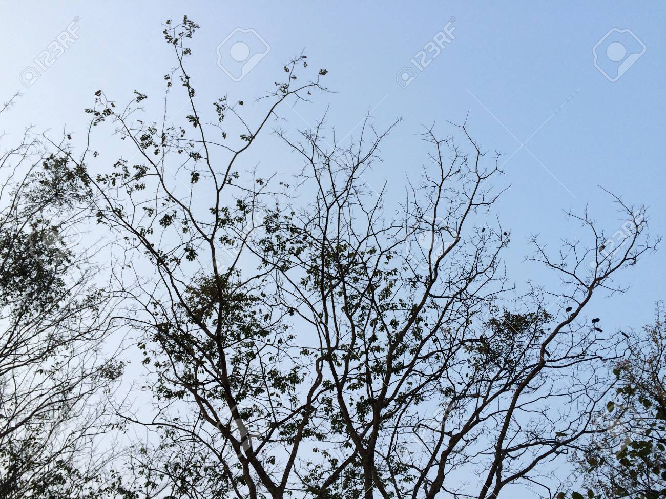 冬の間に枯れた木 の写真素材 画像素材 Image 冬の間に枯れた木 の写真素材 画像素材 Image