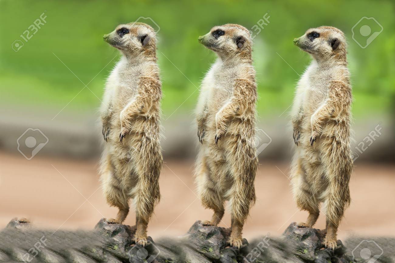 ミーアキャットの家族は日光浴します の写真素材 画像素材 Image