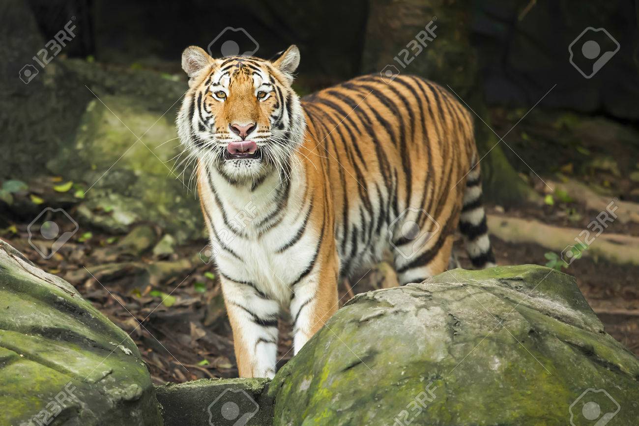 etiam-dictum-ipsum-a-felis