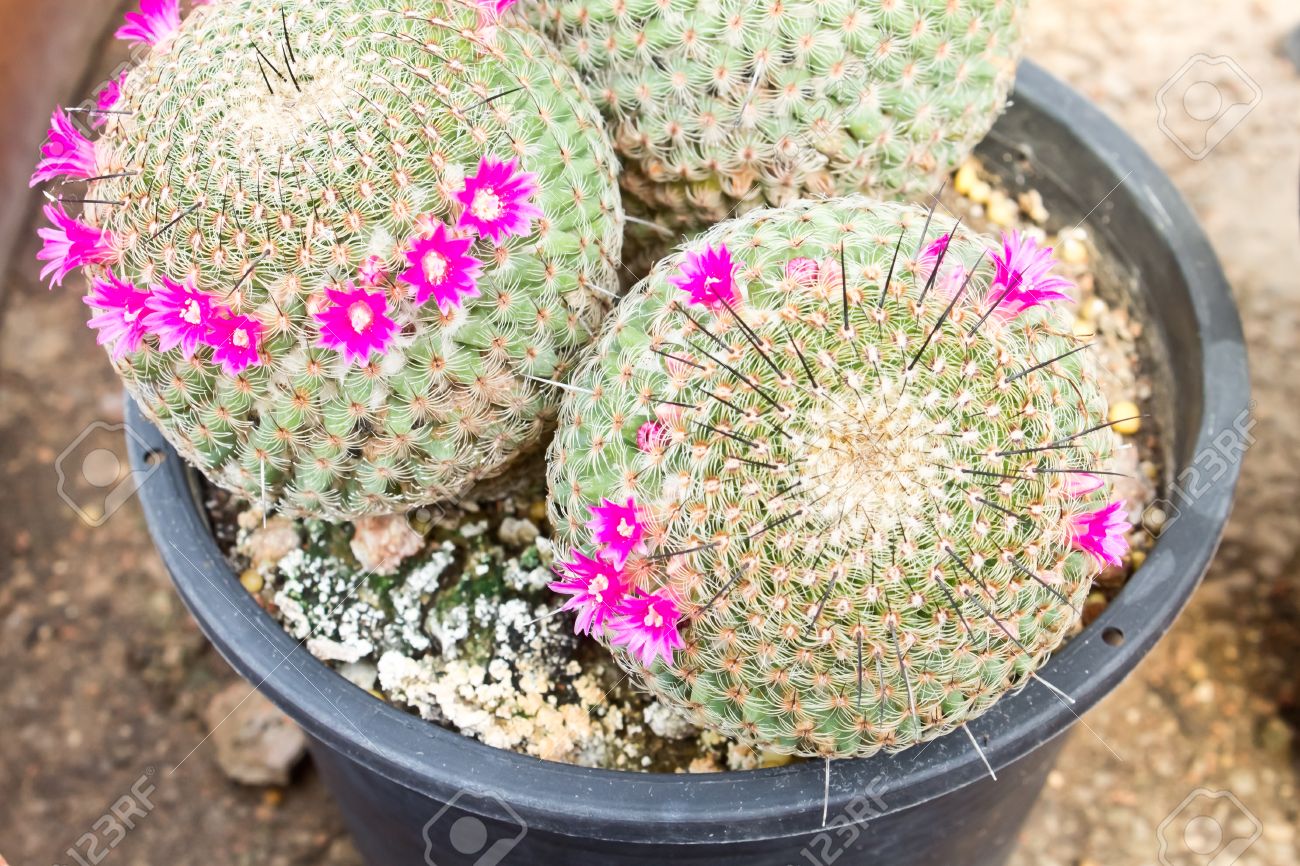 植木鉢のピンクのサボテンの花小さなサボテン サボテン工場 の写真素材 画像素材 Image 植木鉢のピンクのサボテンの花小さなサボテン サボテン工場 の写真素材 画像素材 Image