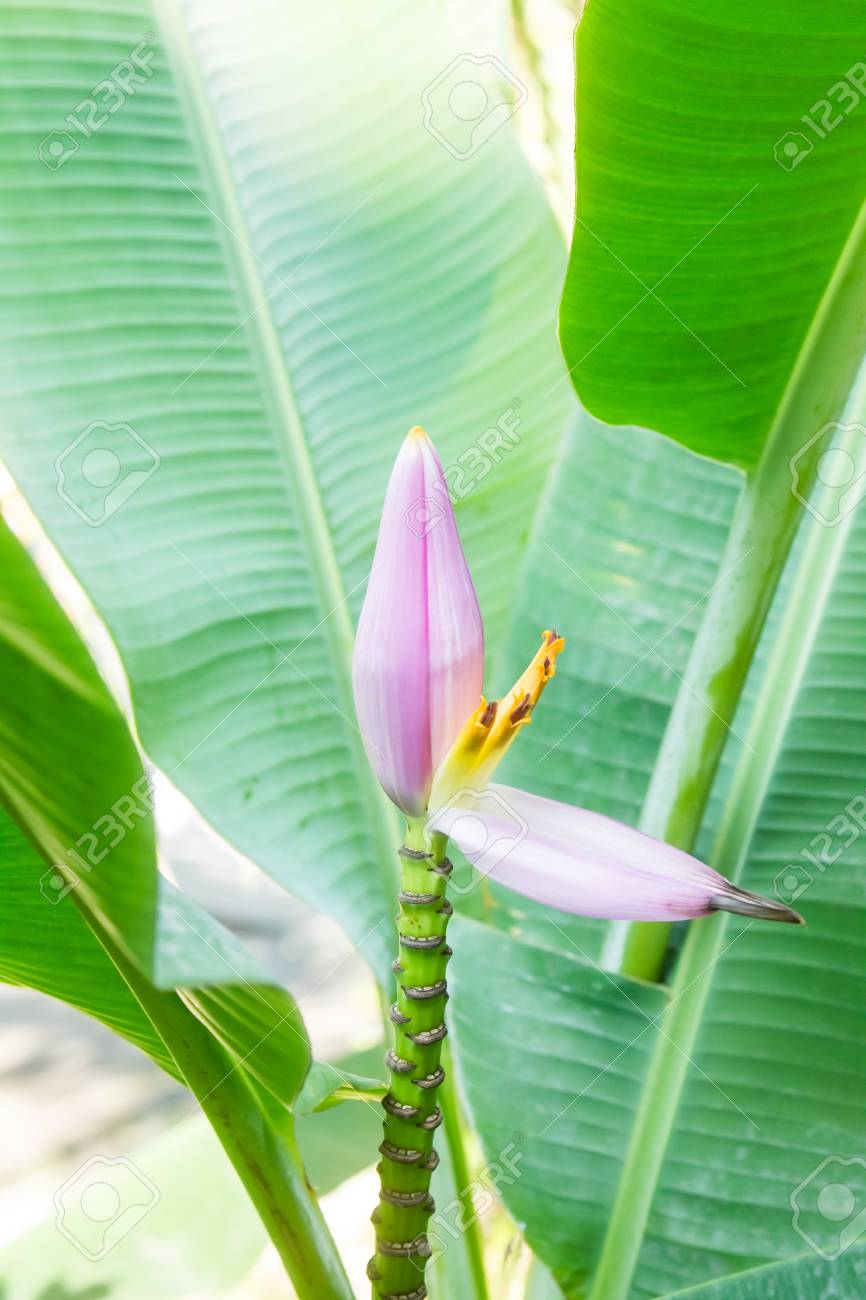 Fleur De Banane Rose Beauté Dans La Nature Plante Tropicale Bourgeon Fleur De Bananier